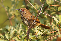 Calamonastes fasciolatus