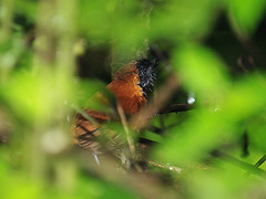 Bathmocercus cerviniventris