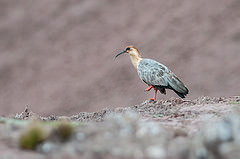 Theristicus branickii