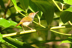 Orthotomus atrogularis