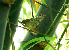 Orthotomus castaneiceps