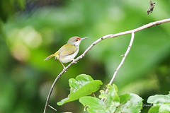 Orthotomus frontalis