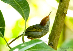 Orthotomus derbianus