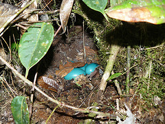 Nothocercus bonapartei