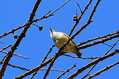 Eremomela icteropygialis