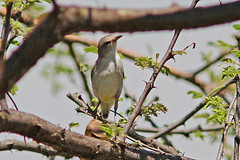 Eremomela flavicrissalis