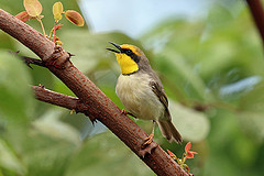 Eremomela atricollis