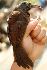 Pomatorhinus erythrogenys