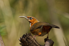 Pomatorhinus erythrocnemis