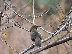 Pomatorhinus gravivox