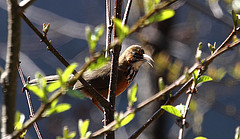 Pomatorhinus mcclellandi