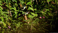 Pomatorhinus horsfieldii