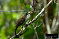 Pomatorhinus melanurus