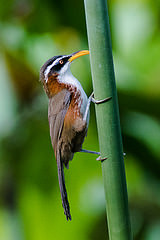 Pomatorhinus schisticeps