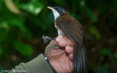 Pomatorhinus montanus