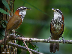 Pomatorhinus ruficollis
