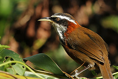 Pomatorhinus musicus