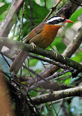 Pomatorhinus ferruginosus