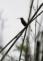 Pomatorhinus superciliaris