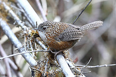 Spelaeornis troglodytoides