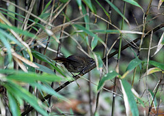 Spelaeornis chocolatinus