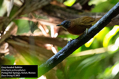 Stachyris poliocephala