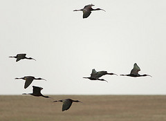 Plegadis falcinellus