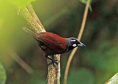 Stachyris nigricollis