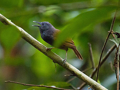 Stachyris erythroptera