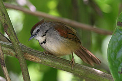 Stachyris melanothorax