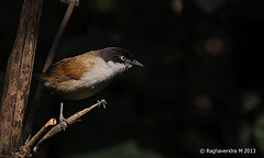 Rhopocichla atriceps