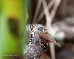 Macronus striaticeps