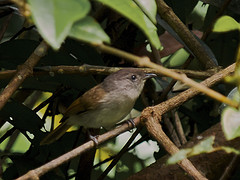 Alcippe brunneicauda