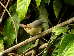 Alcippe poioicephala