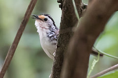 Ptilocichla leucogrammica