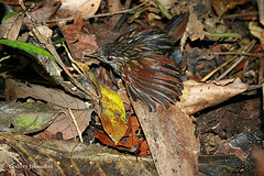 Ptilocichla mindanensis