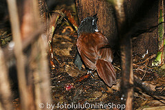 Napothera macrodactyla