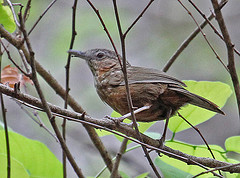 Napothera crispifrons