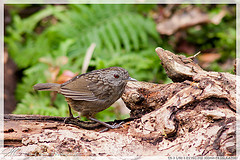 Napothera brevicaudata