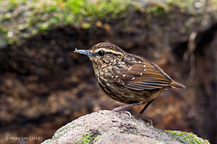 Napothera epilepidota