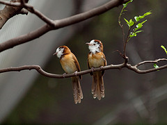 Gampsorhynchus rufulus