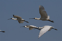 Platalea regia