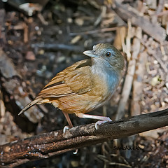 Malacocincla abbotti