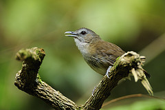 Malacocincla sepiaria