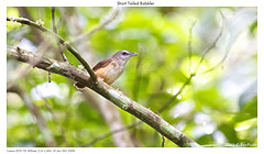 Malacocincla malaccensis