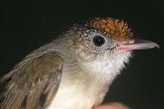 Malacopteron cinereum