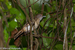 Malacopteron palawanense