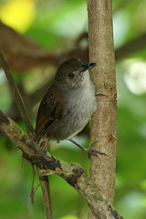 Trichastoma celebense