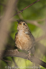 Pellorneum fuscocapillus