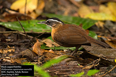 Pellorneum capistratum